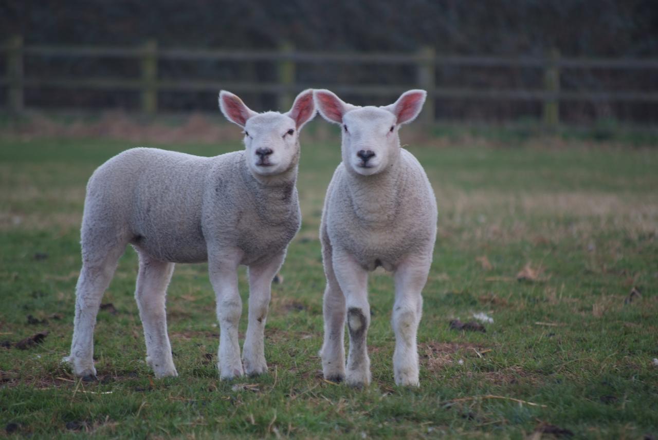 Woodhouse Farm Lodge سبلادنج المظهر الخارجي الصورة
